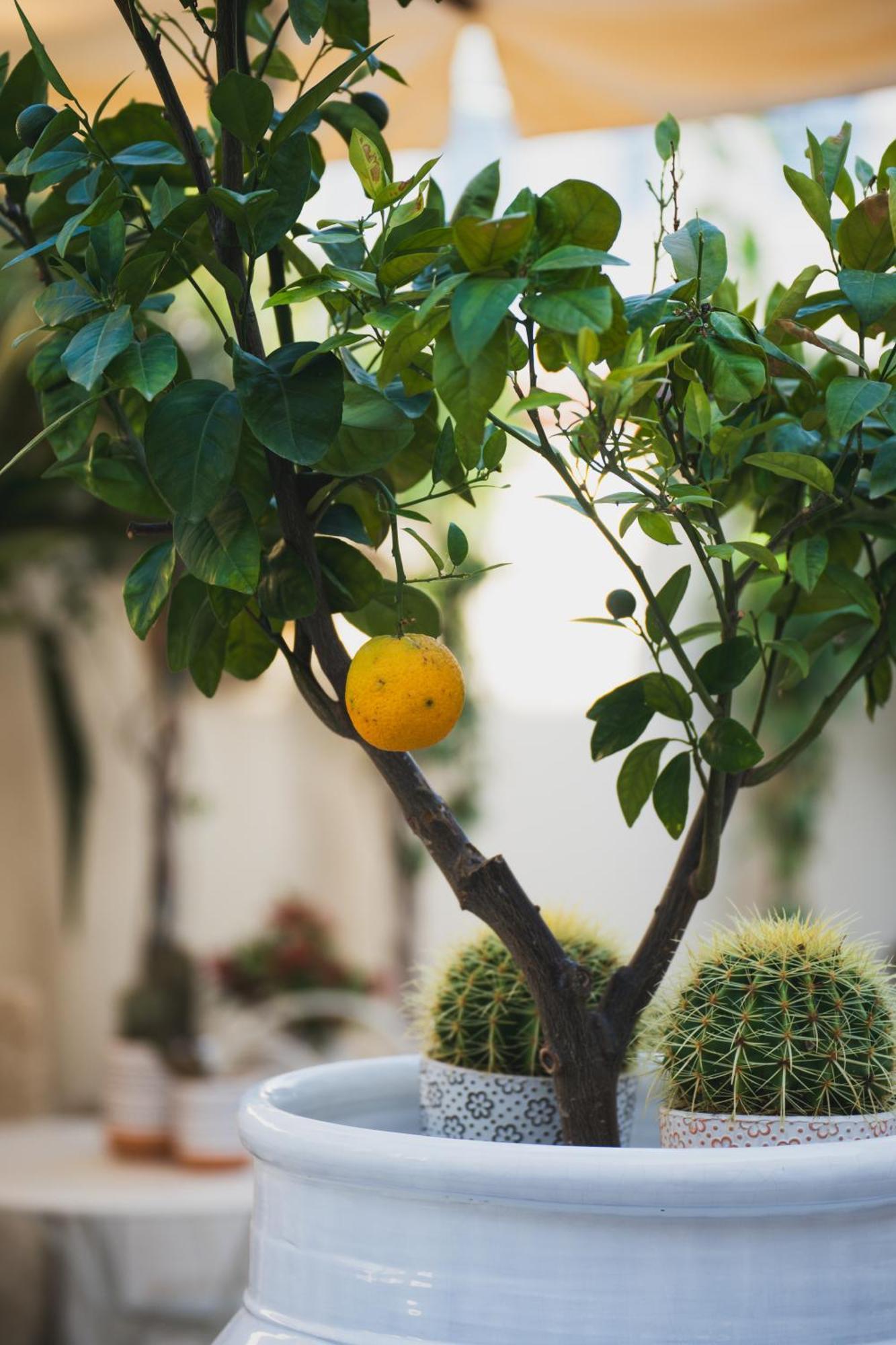 Riad Comfort Rooms San Vito Lo Capo Exterior photo